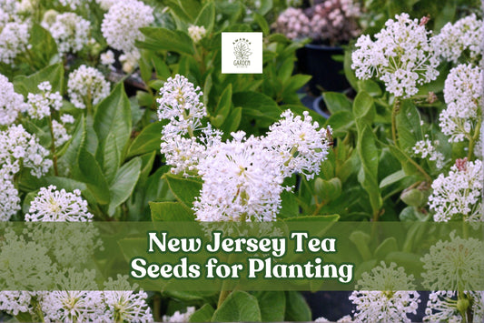 New Jersey Tea Seeds – Native Ceanothus americanus Shrub for Gardens, Borders & Landscaping – 50 Seeds