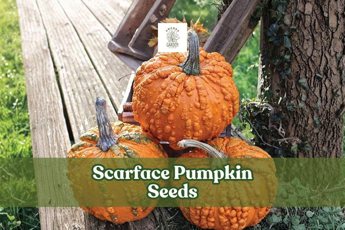 10 Scarface Pumpkin Seeds – Red Pumpkin Variety for Garden & Decorative Growing | Cucurbita pepo