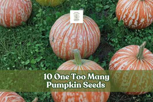 One Too Many Pumpkin Seeds – Rare Striped Ornamental Cucurbita pepo for Fall Decor and Garden Growth