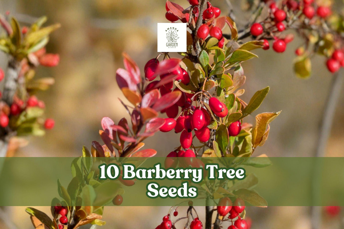10 Barberry Tree Seeds for Planting | Berberis vulgaris | Hardy Ornamental Shrub for Garden & Hedge