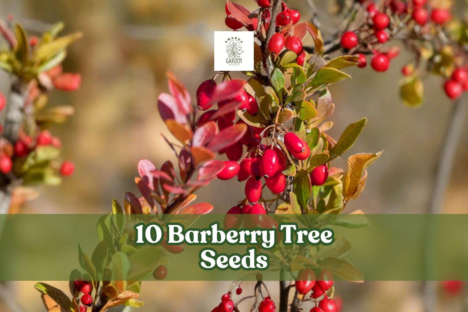 10 Barberry Tree Seeds for Planting | Berberis vulgaris | Hardy Ornamental Shrub for Garden & Hedge