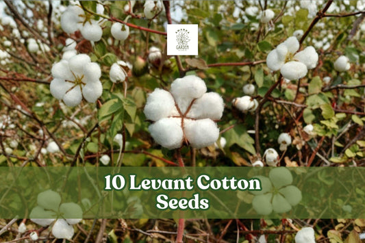 Levant Cotton Seeds – Gossypium herbaceum, Garden Planting, Educational Crop, Full Sun, 10 Seeds
