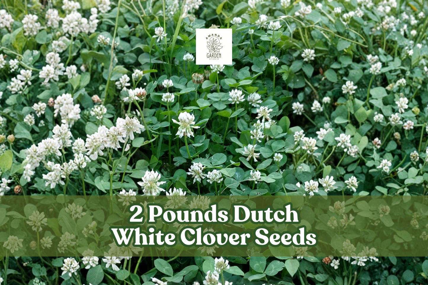 2 Pounds Dutch White Clover Seeds | Trifolium repens Groundcover for Lawns & Gardens