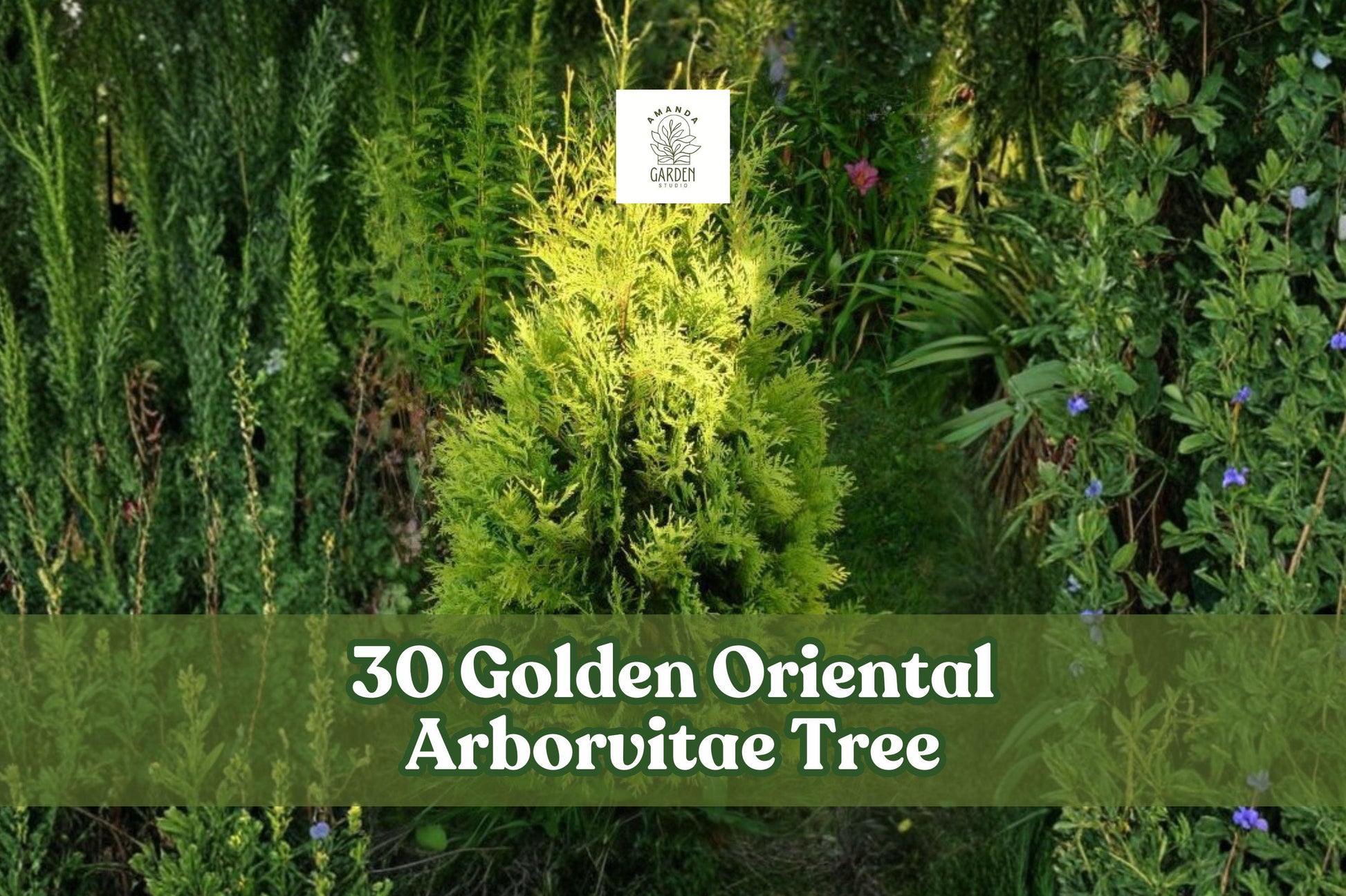 Golden Oriental Arborvitae Seeds | Platycladus orientalis ‘Aurea’ | Evergreen Ornamental Conifer for Hedges & Borders