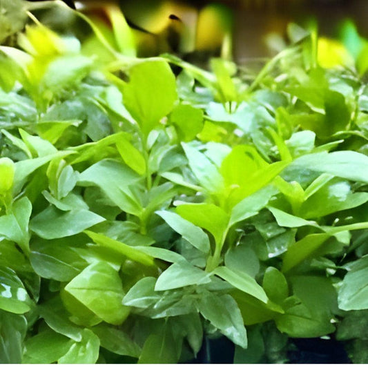 Mexican Dream Catching Herb Live Plant Calea zacatechichi Medicinal Shrub Shade-Loving