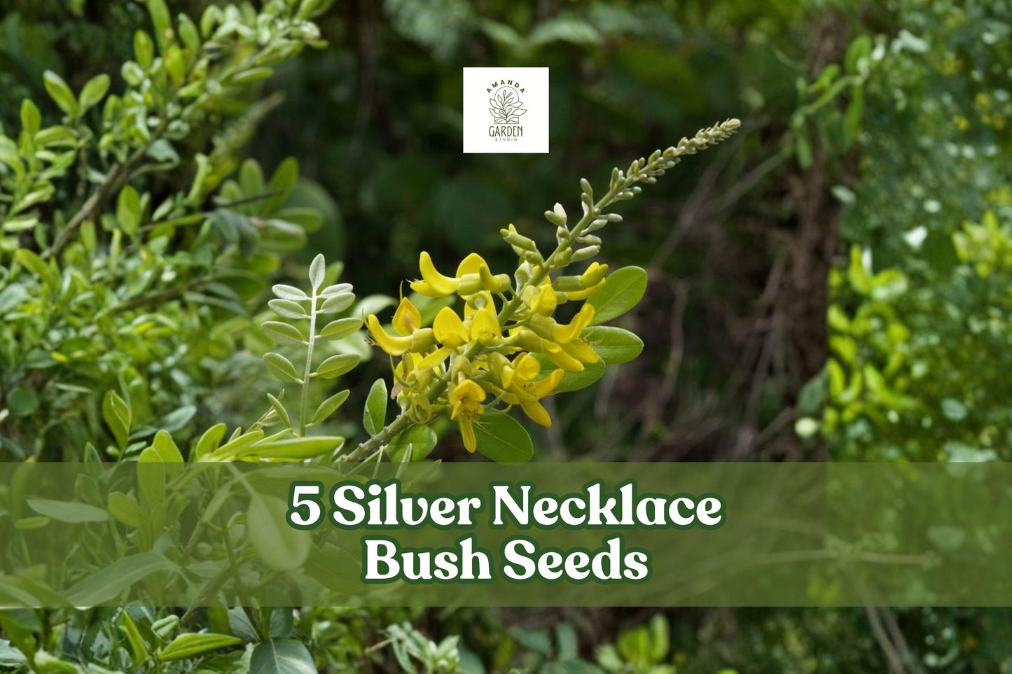 Silver Necklace Bush Seeds – Tropical Ornamental Shrub with Silvery Foliage & Seed Pods | Sophora tomentosa