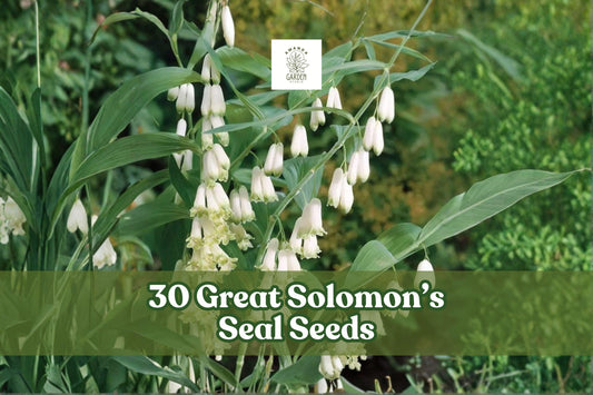Great Solomon’s Seal Seeds – Native Woodland Perennial for Shade Gardens, Polygonatum biflorum, 30 Seeds