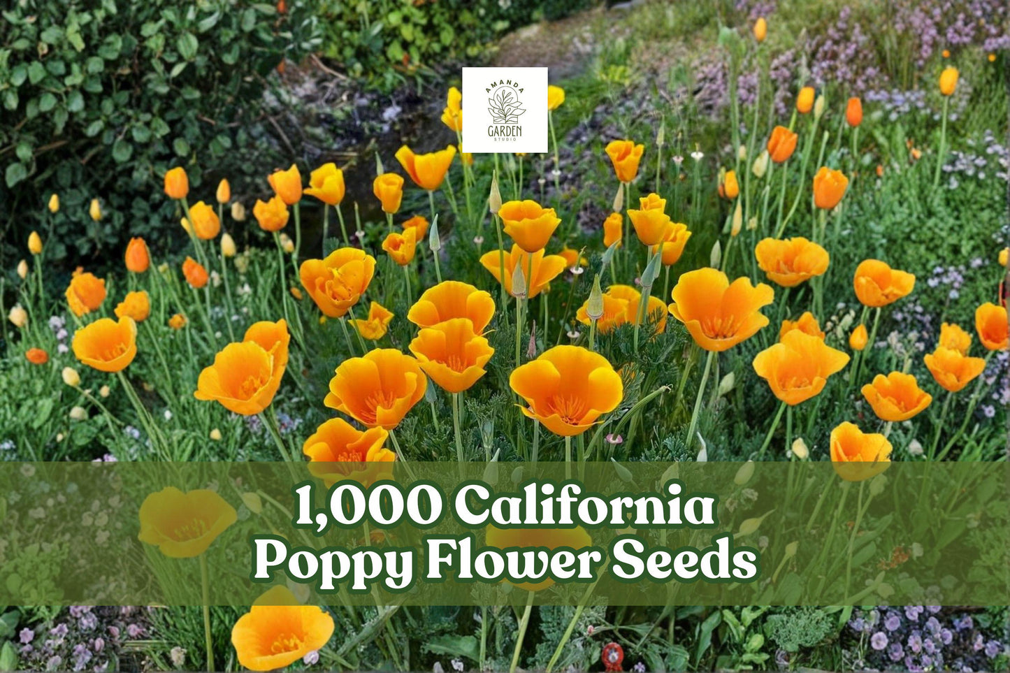 California Poppy Seeds – 1,000 Bright Orange Wildflower Seeds for Planting | Eschscholtzia californica | Drought-Tolerant Annual
