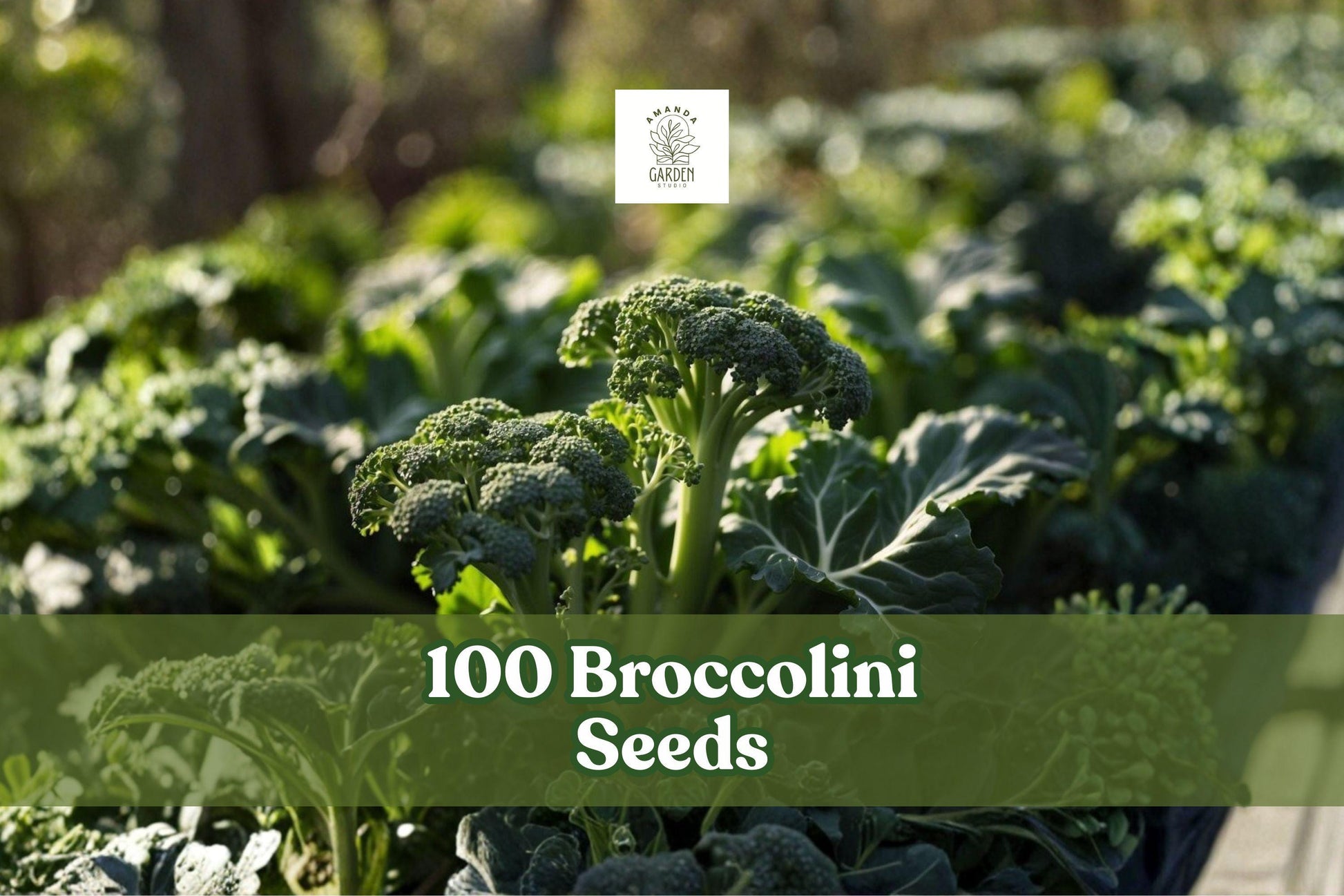 100 Broccolini Seeds for Planting | Brassica oleracea Hybrid | Tender Green Vegetable for Home Gardens & Containers