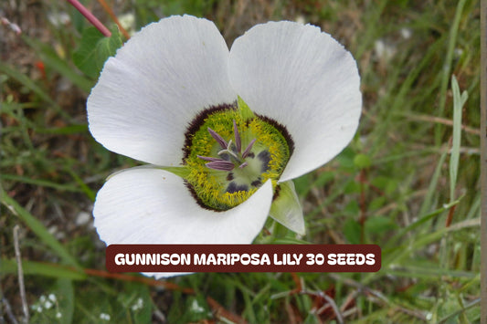 Gunnison Mariposa Lily Seeds – Rocky Mountain Wildflower Perennial, Calochortus gunnisonii, 30 Seeds