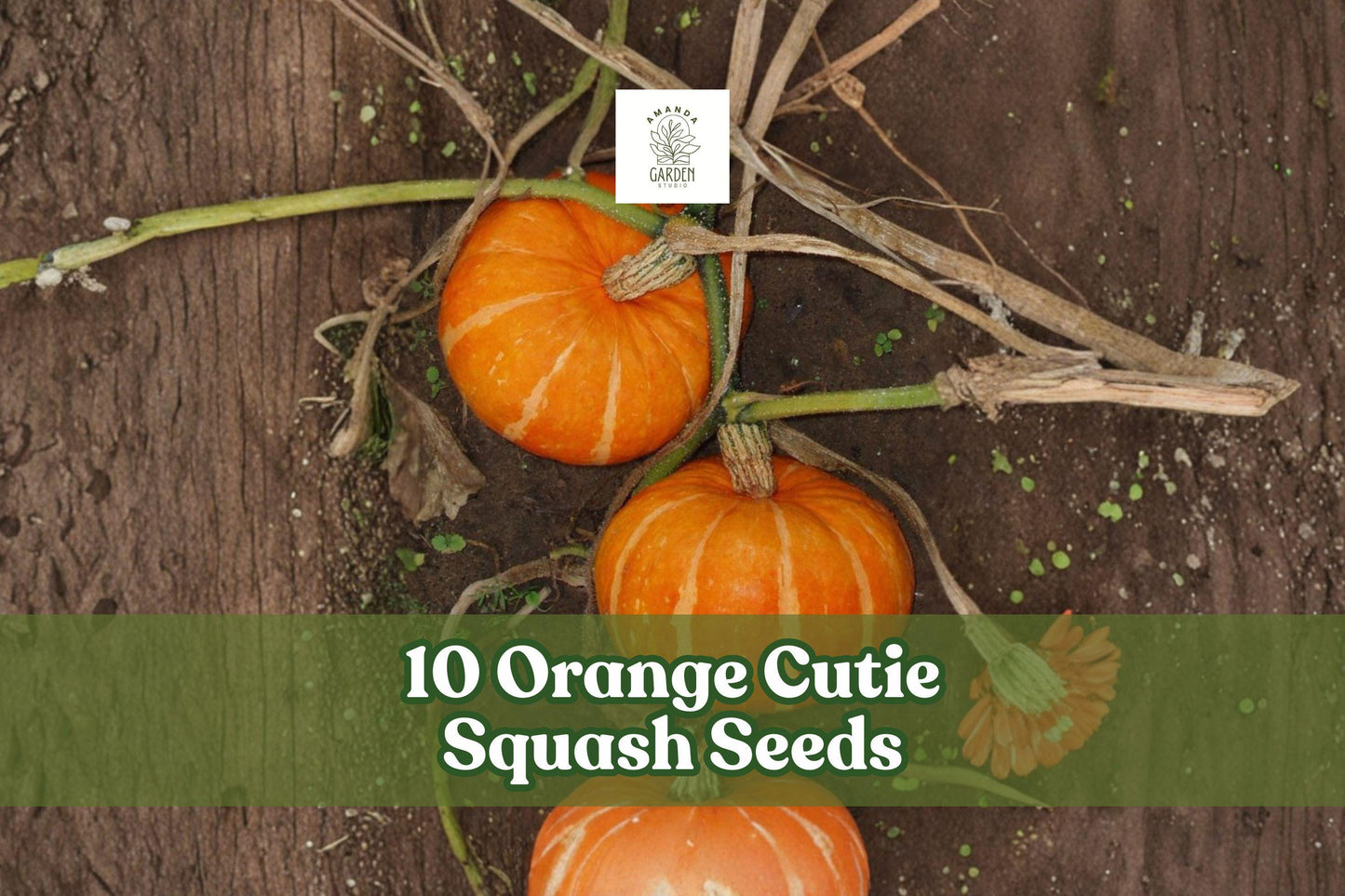 Orange Cutie Squash Seeds – Compact Cucurbita pepo for Garden Beds & Containers, Bright Orange Fruit, 10 Seeds