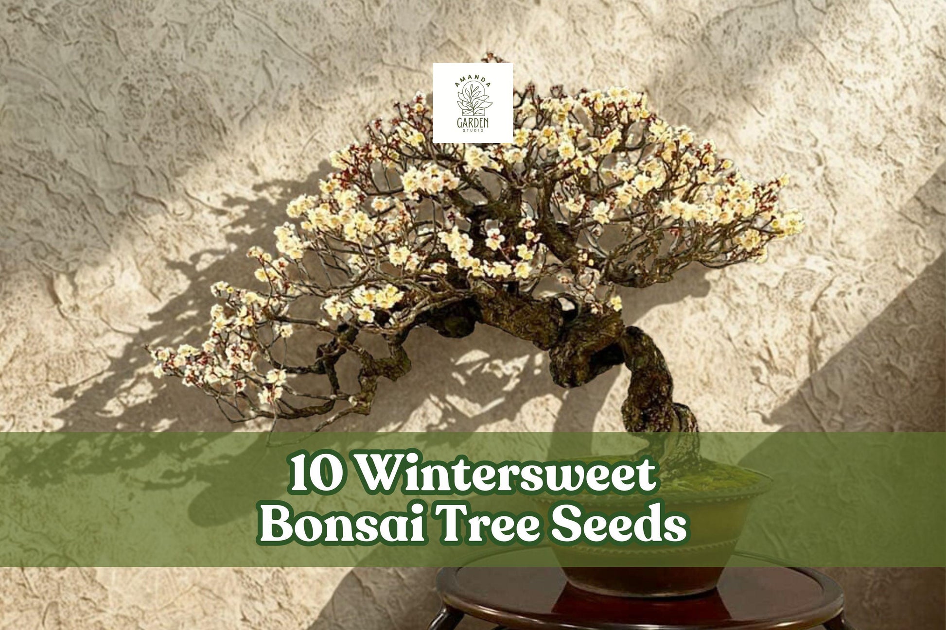 10 Wintersweet Bonsai Tree Seeds | Chimonanthus praecox | Fragrant Winter Flowering Ornamental Plant