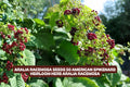 Aralia Racemosa Seeds - American Spikenard Perennial Herb, Native Plant, 50 Count