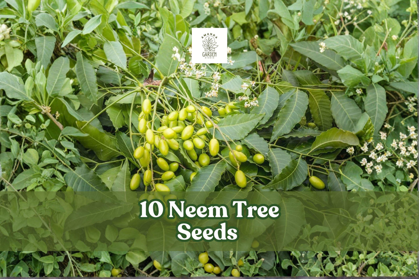 Neem Tree Seeds for Planting | 10 Azadirachta indica Tropical Evergreen Shade Tree