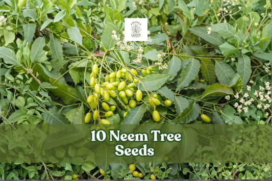Neem Tree Seeds for Planting | 10 Azadirachta indica Tropical Evergreen Shade Tree