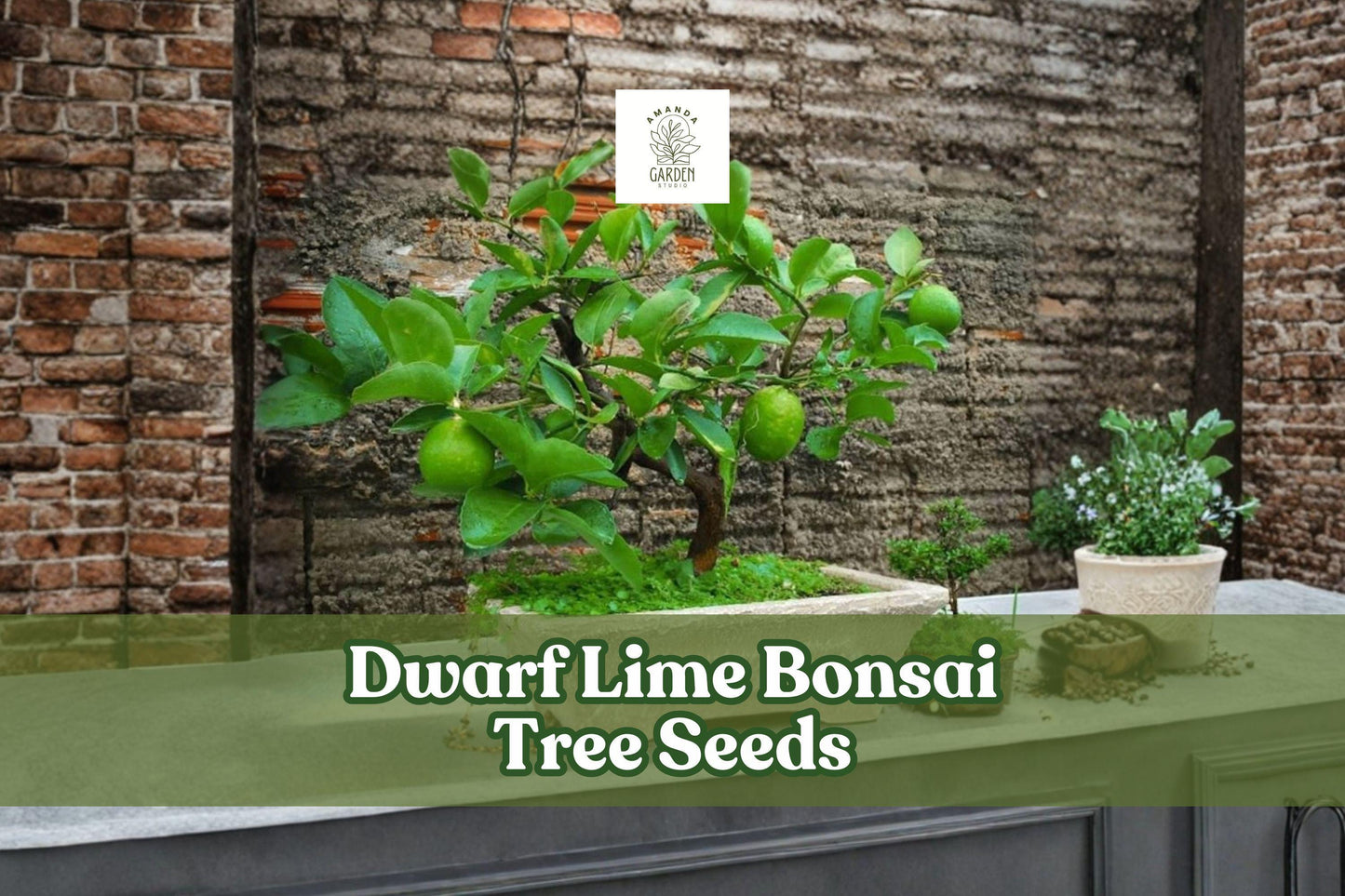 Dwarf Lime Bonsai Tree Seeds | Citrus spp. | Evergreen Citrus for Container & Bonsai Growing | 20+ Seeds from Iowa