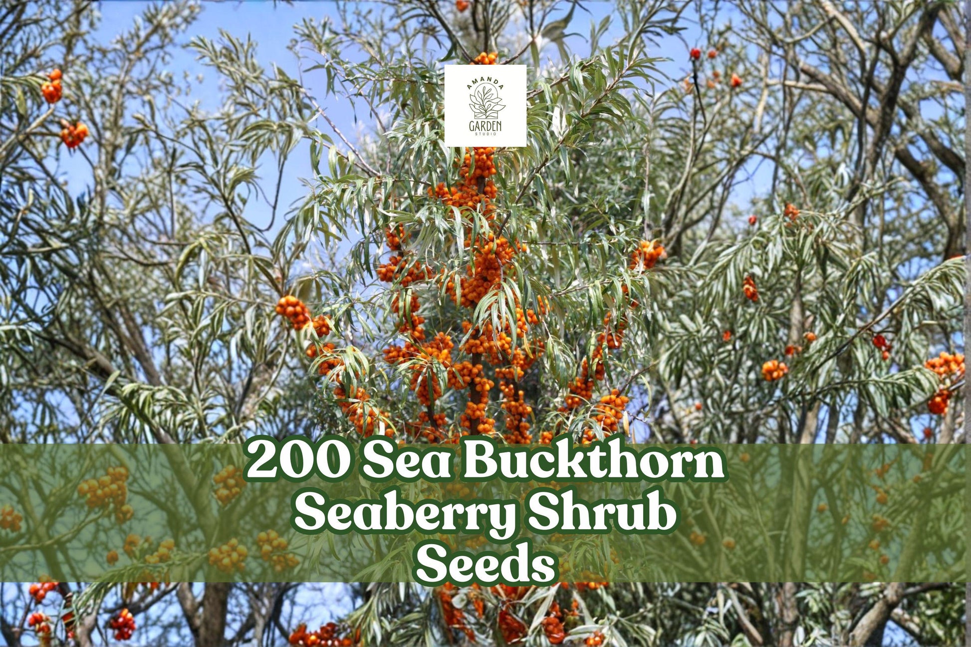 200 Sea Buckthorn Seeds Hippophae rhamnoides Edible Fruit Shrub for Garden, Landscape, Hedgerow