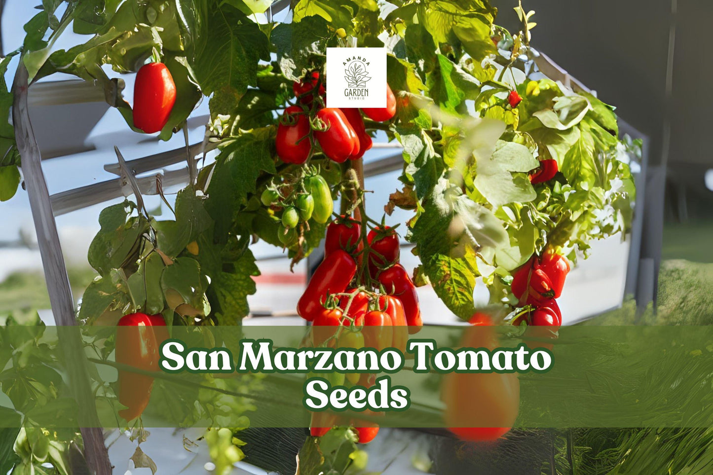 San Marzano Tomato Seeds 100+ | Paste Tomato Variety for Garden & Container Growth | Solanum lycopersicum