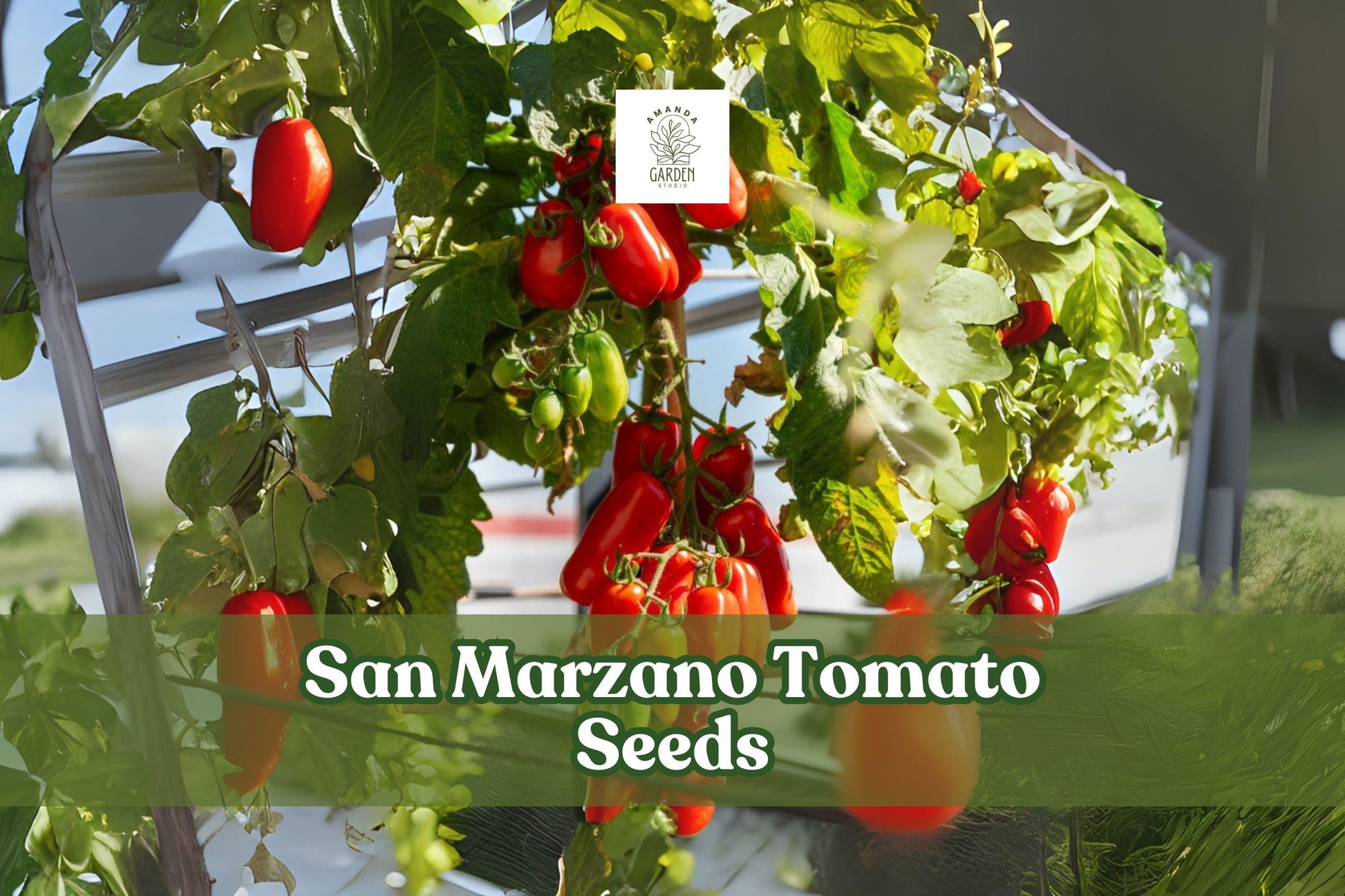 San Marzano Tomato Seeds 100+ | Paste Tomato Variety for Garden & Container Growth | Solanum lycopersicum