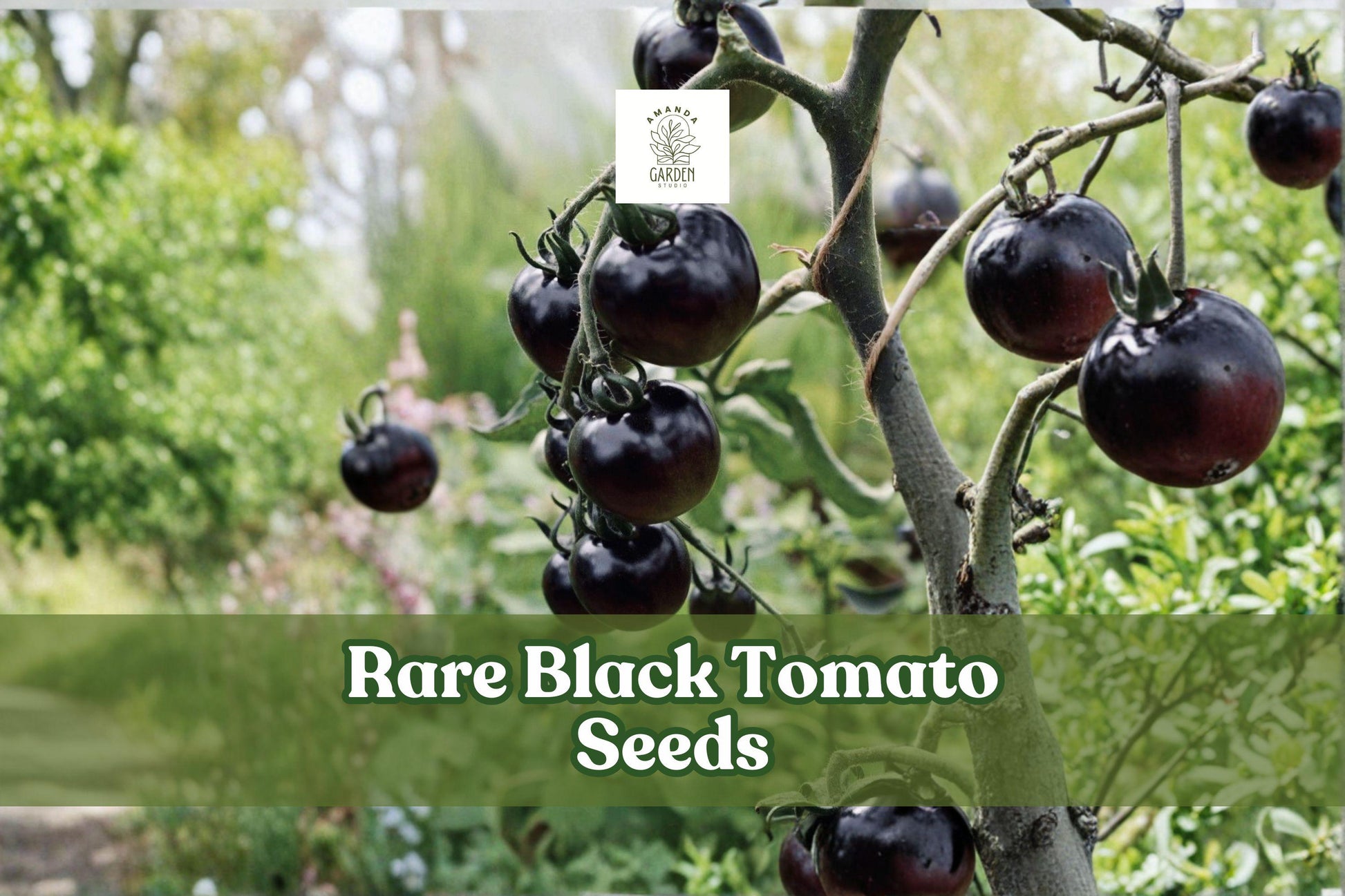 Black Tomato Seeds – 50+ Rare Exotic Dark Tomato Variety for Garden & Container Growing, Solanum lycopersicum