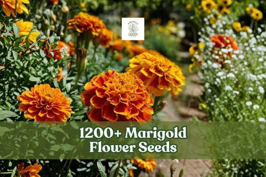 Marigold Flower Seeds, Multicolor, 1200+ Seeds, Tagetes spp., Annual Garden Blooms for Beds, Borders & Containers