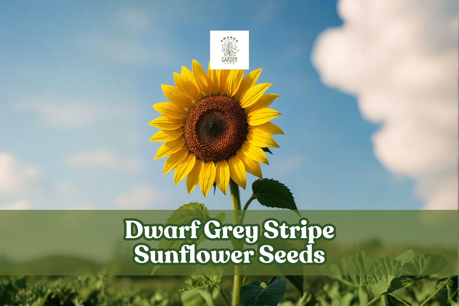 Dwarf Grey Stripe Sunflower Seeds – Compact Helianthus annuus for Gardens, Borders & Containers, Easy-to-Grow Ornamental Flowers