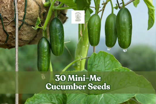 Mini-Me Cucumber Seeds 30-Pack | Compact Cucumis sativus for Containers & Small Gardens