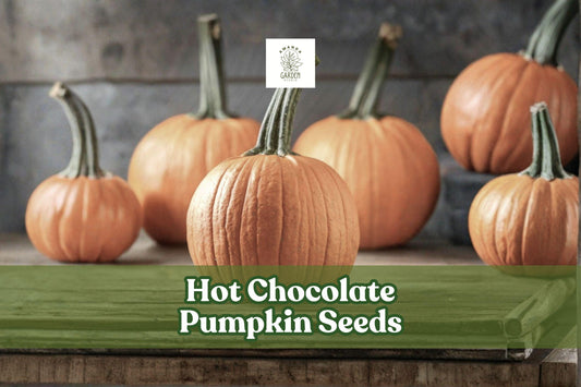 Hot Chocolate Pumpkin Seeds – 10 Pack, Unique Brown Cucurbita pepo Vining Pumpkin for Fall Gardens and Decorative Harvest