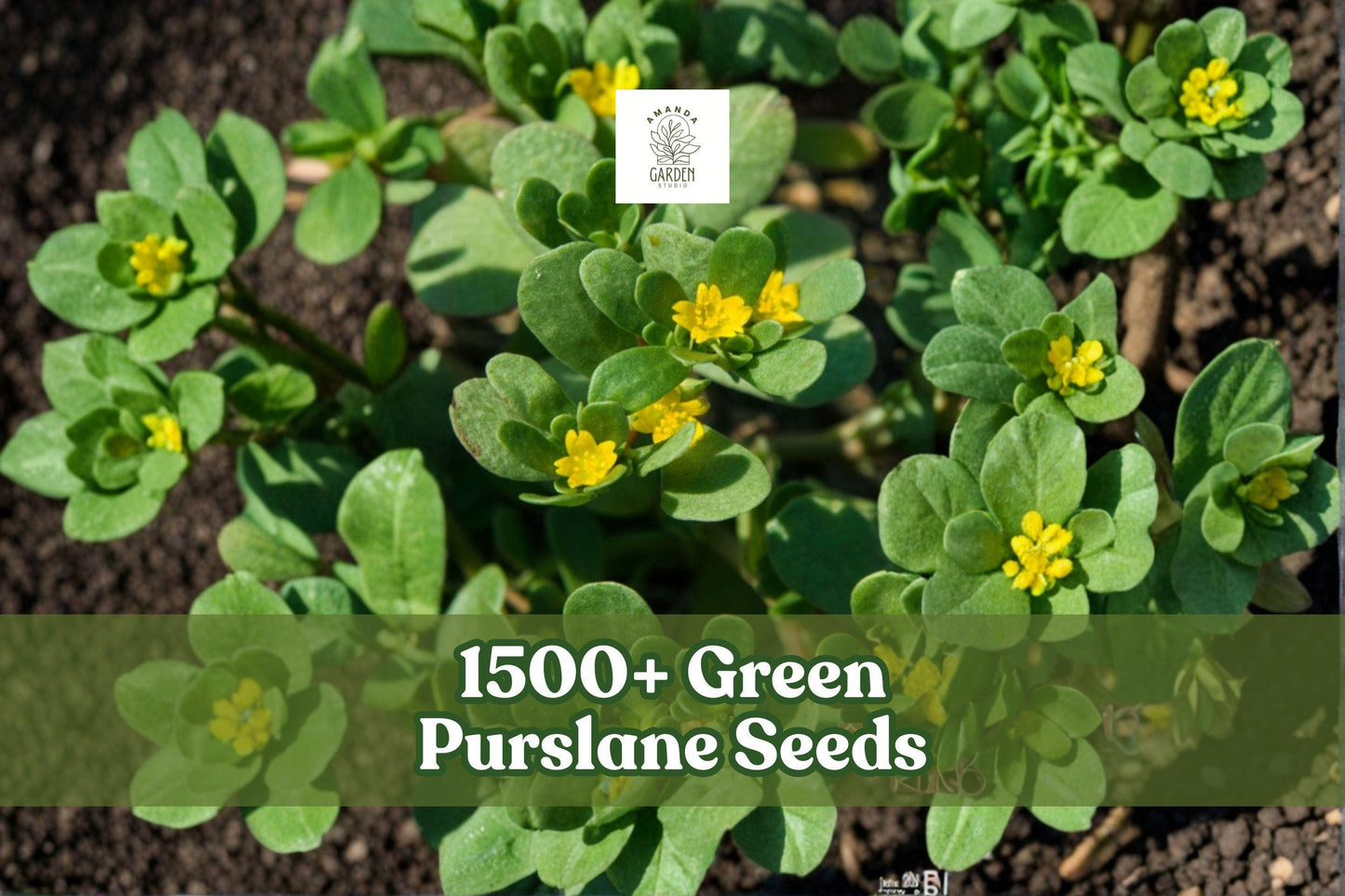 1500+ Green Purslane Seeds Portulaca oleracea Groundcover, Easy Grow Garden Green Plant for Beds & Containers