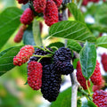 Dwarf Everbearing Mulberry Tree Live Plants – 2 Starter Fruit Plants, Fast Fruiting, Container & Patio Friendly, Morus nigra