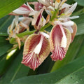 Rare Cardamom Plant Live – Edible Herb, Tropical Spice, Elettaria cardamomum, 6–10 Inches Tall