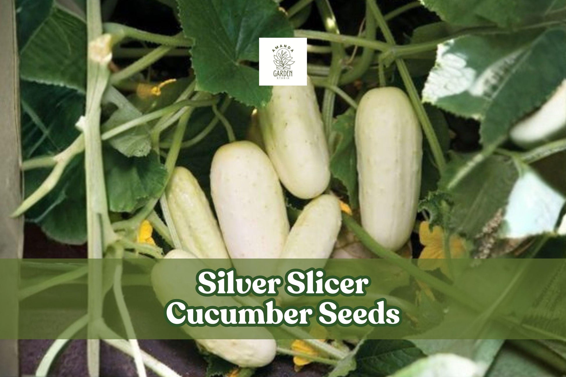 50 Silver Slicer Marketmore Cucumber Seeds for Planting, Cucumis sativus, Vining Vegetable for Garden & Container Growth