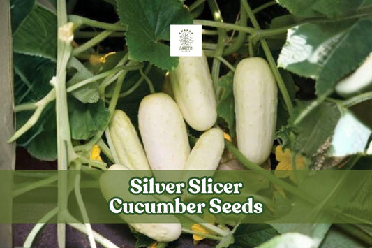 50 Silver Slicer Marketmore Cucumber Seeds for Planting, Cucumis sativus, Vining Vegetable for Garden & Container Growth