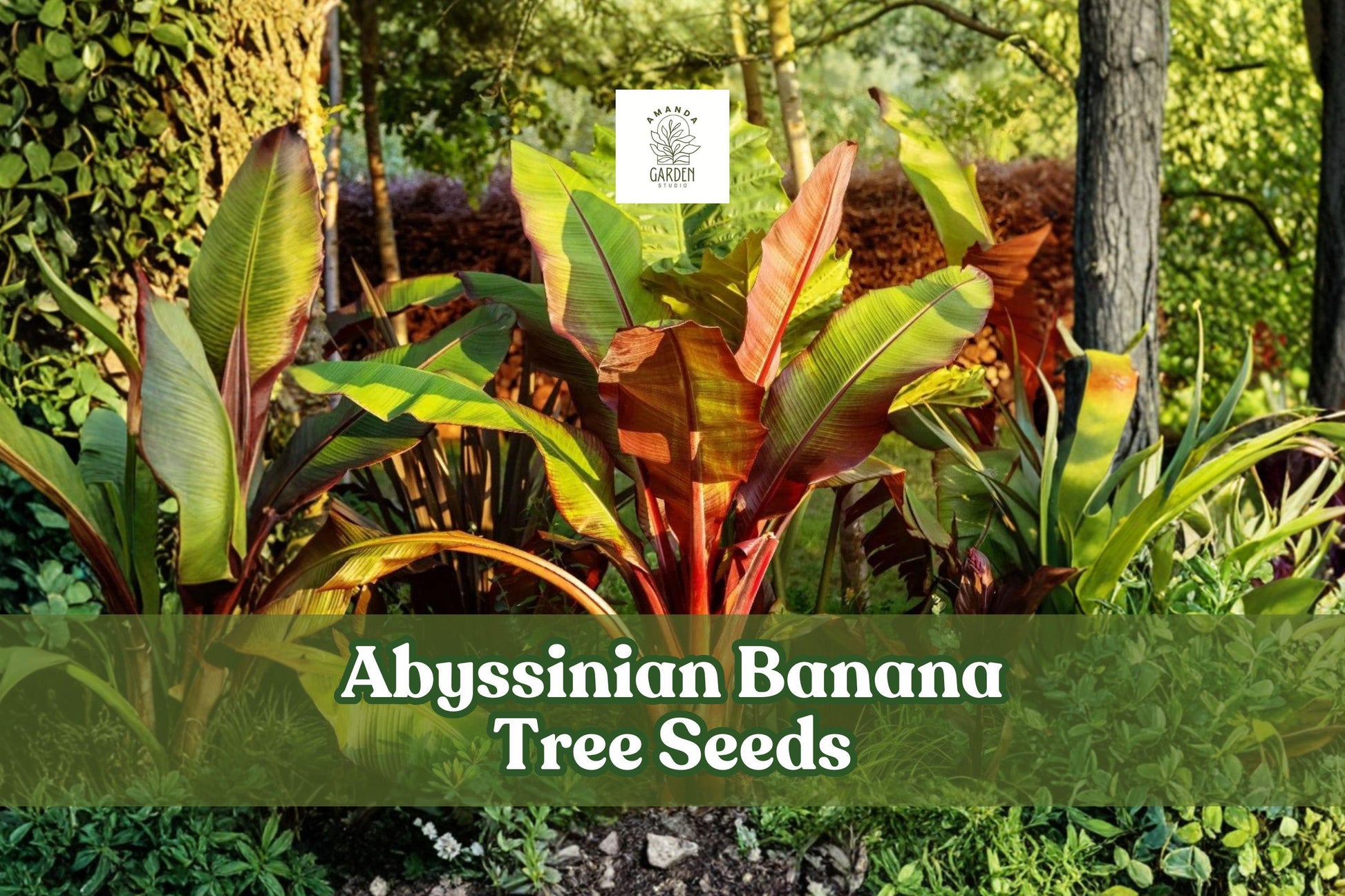 Abyssinian Banana Tree Seeds – Ensete ventricosum, Tropical Ornamental Plant, Large Foliage, Container or Garden Growth (5 Pack)