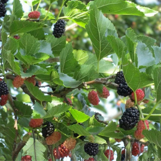 Illinois Everbearing Mulberry Tree Starter Plant – 6-12 Inches, Fruit-Bearing, Rooted Live Plant for Home Garden
