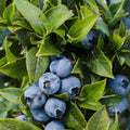 Top Hat Blueberry Starter Plants – Dwarf Container-Friendly Vaccinium corymbosum, Sweet Early-Ripening Blueberries, 2 Live Plants