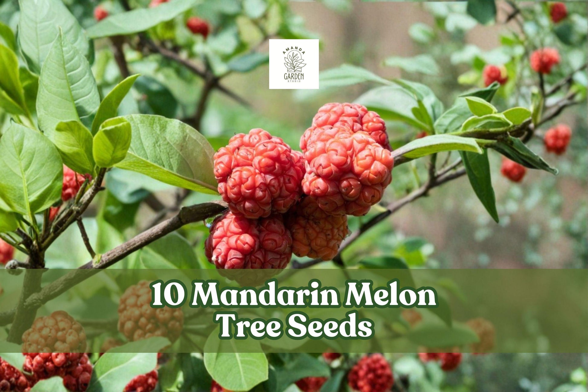 Mandarin Melon Tree Seeds 10-Pack | Maclura tricuspidata | Ornamental Fruit Tree for Outdoor Garden Planting
