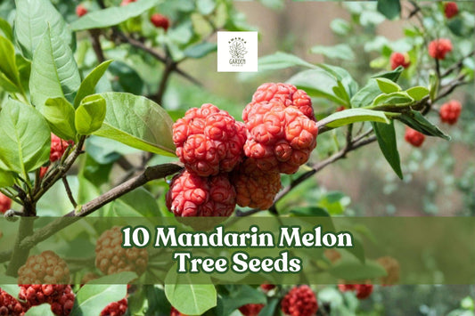 Mandarin Melon Tree Seeds 10-Pack | Maclura tricuspidata | Ornamental Fruit Tree for Outdoor Garden Planting