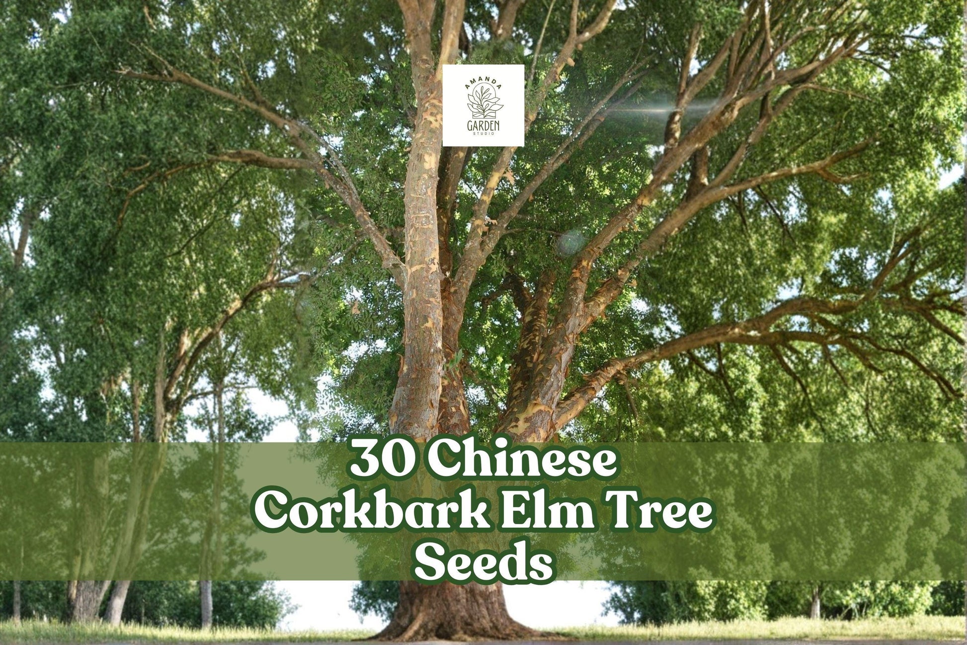 Chinese Corkbark Elm Tree Seeds 30 Pack | Ulmus parvifolia Ornamental Deciduous Tree for Landscaping