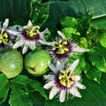 Yellow Passion Fruit Vine Live Plant, Passiflora edulis, Fast Growing Edible Climber, Tropical Fruit Plant for Trellis or Indoor
