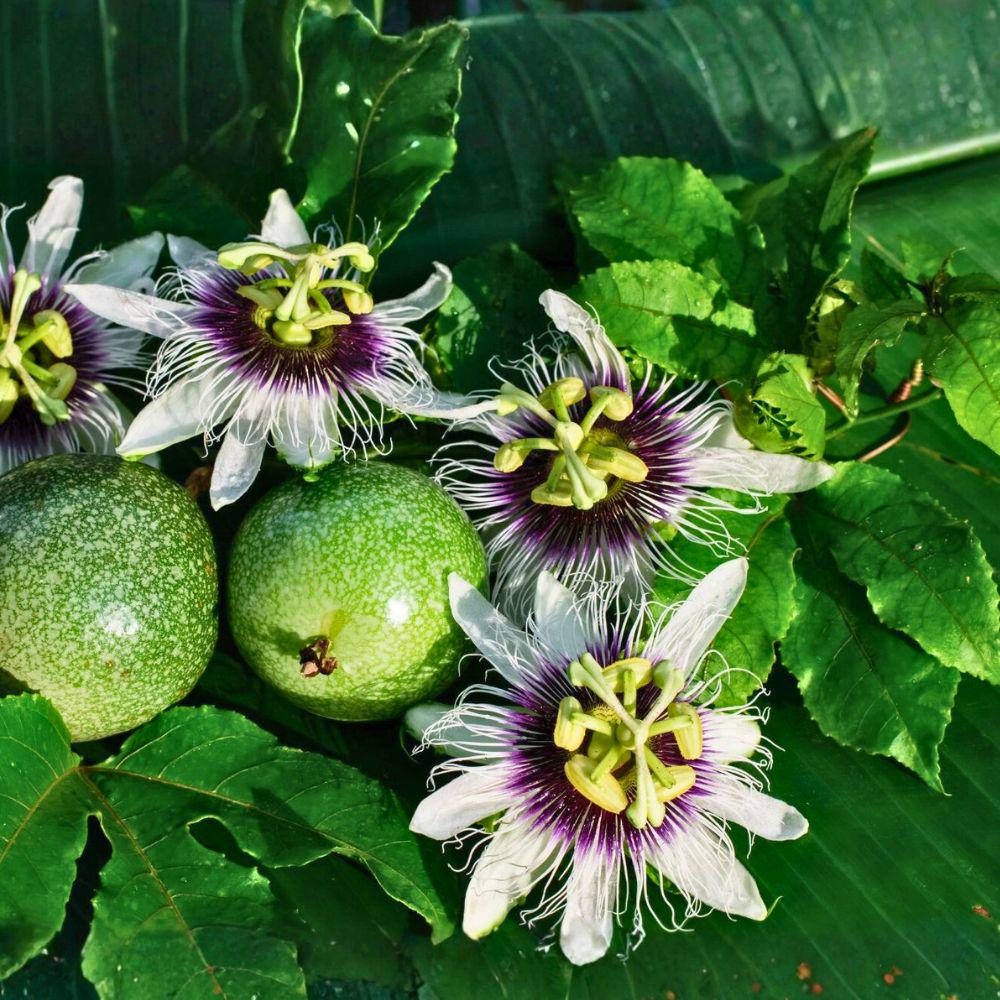 Yellow Passion Fruit Vine Live Plant, Passiflora edulis, Fast Growing Edible Climber, Tropical Fruit Plant for Trellis or Indoor