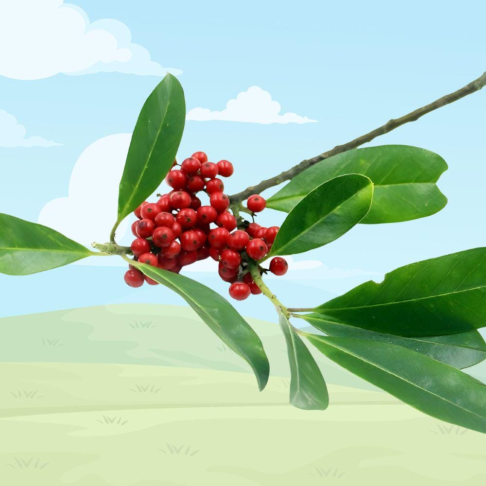 Yerba Mate Starter Plant, 5-7 Inches, Herbal Tea Plant, Ilex paraguariensis, Container or Garden Growth