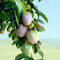 Purple Passionfruit Vine Live Plant | Edible Passiflora edulis Starter for Containers & Trellises