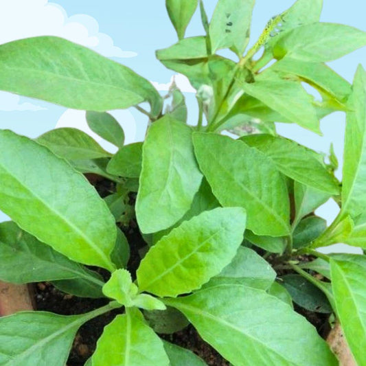 Longevity Spinach Live Starter Plant Gynura procumbens Edible Medicinal Green Container Plant