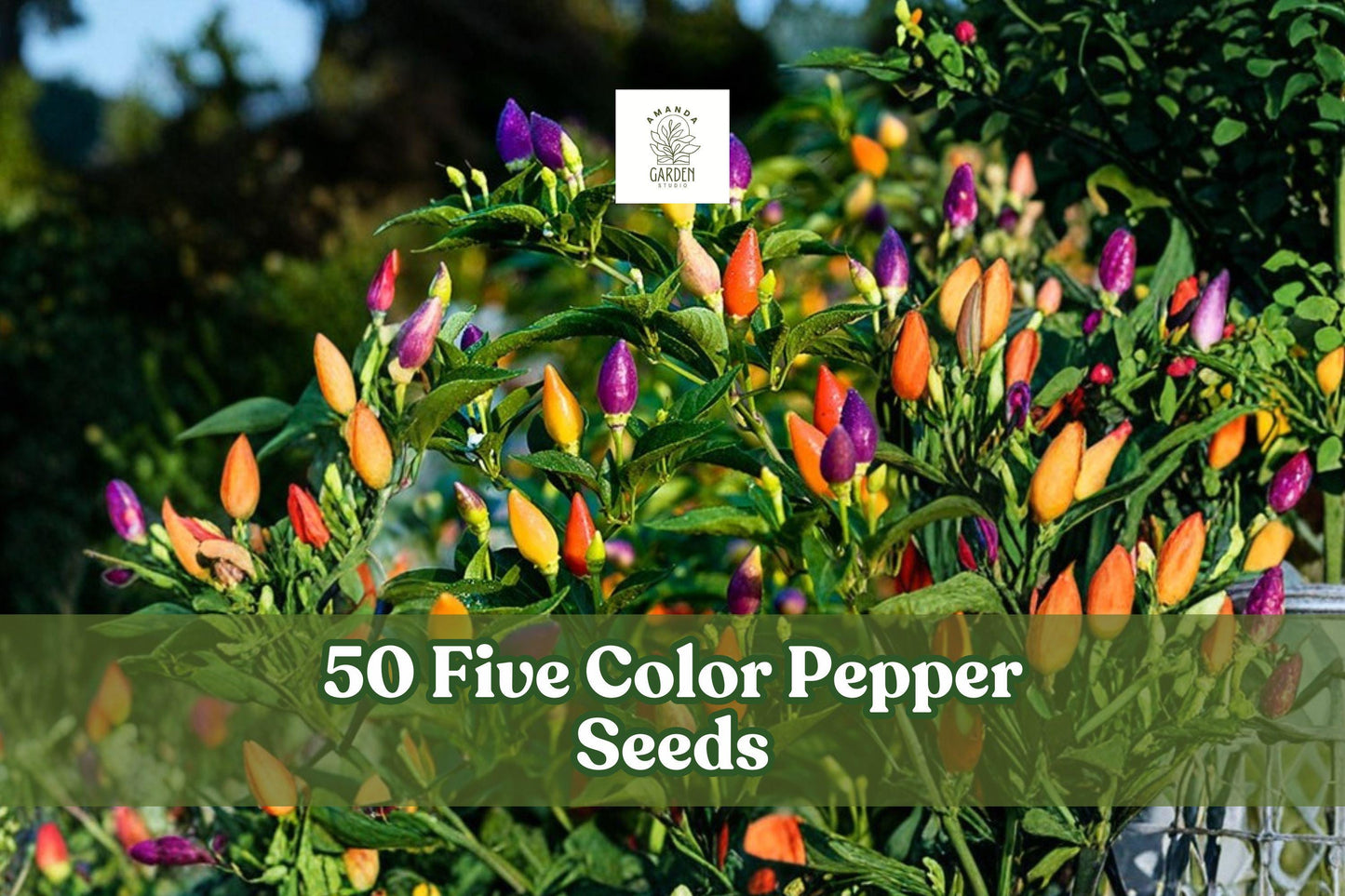 50+ Five Color Pepper Seeds for Planting | Capsicum annuum | Color-Changing Ornamental & Garden Pepper Seeds
