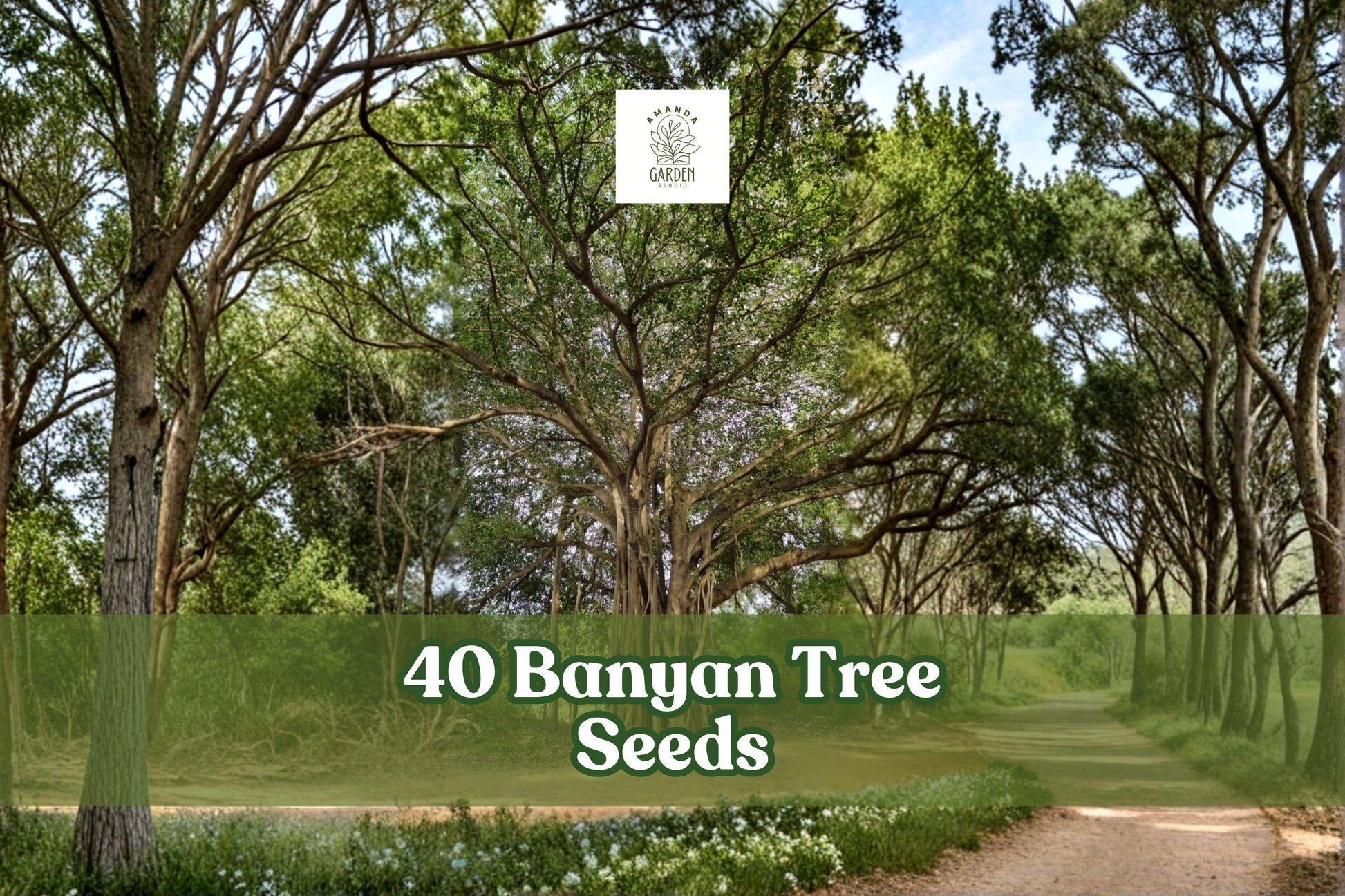 40 Banyan Tree Seeds Ficus benghalensis Tropical Ornamental Planting for Landscape & Container Growth
