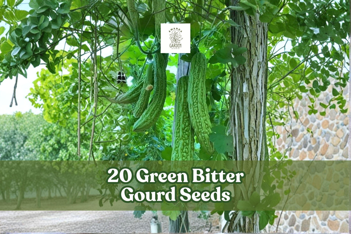 20 Green Bitter Gourd Seeds for Planting | Momordica charantia | Climbing Vine for Garden, Trellis, Fences