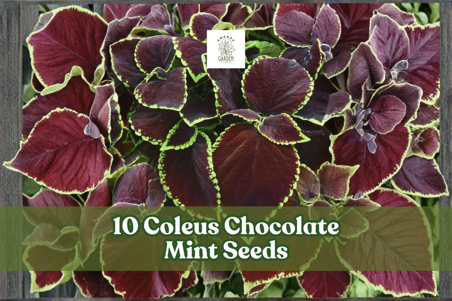 10 Coleus Chocolate Mint Seeds for Planting | Ornamental Foliage | Coleus scutellarioides