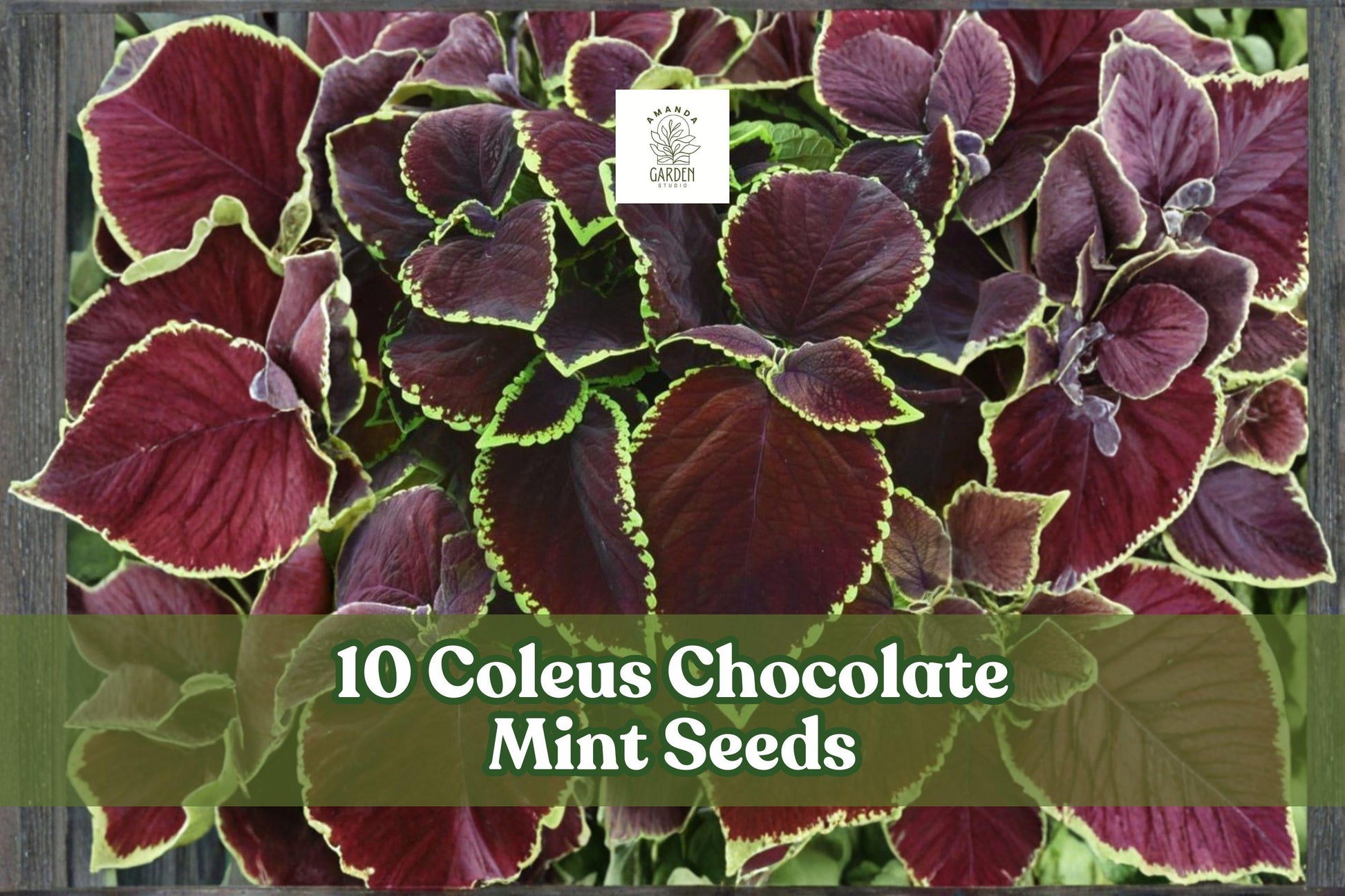 10 Coleus Chocolate Mint Seeds for Planting | Ornamental Foliage | Coleus scutellarioides