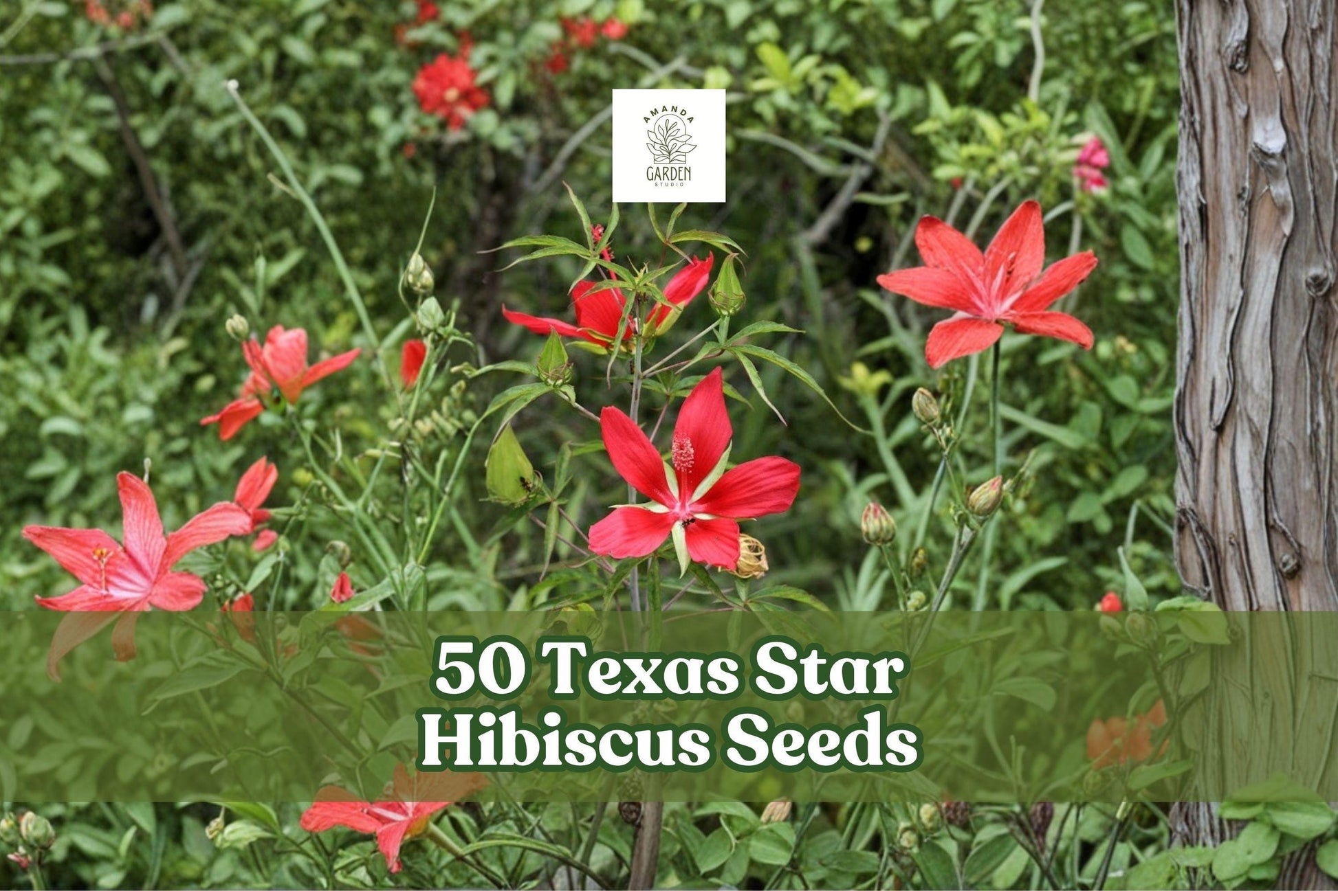 50 Texas Star Hibiscus Seeds – Hibiscus coccineus Red Flower Ornamental Perennial for Garden Beds & Landscaping